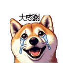 ドット絵 柴犬 定番2 日常会話（個別スタンプ：3）