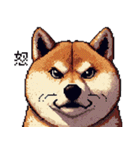 ドット絵 柴犬 定番2 日常会話（個別スタンプ：4）