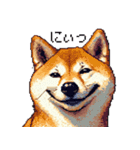 ドット絵 柴犬 定番2 日常会話（個別スタンプ：5）