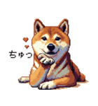 ドット絵 柴犬 定番2 日常会話（個別スタンプ：6）