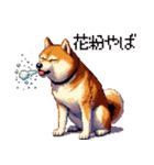 ドット絵 柴犬 定番2 日常会話（個別スタンプ：11）