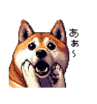 ドット絵 柴犬 定番2 日常会話（個別スタンプ：12）