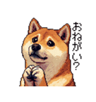 ドット絵 柴犬 定番2 日常会話（個別スタンプ：14）