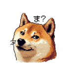 ドット絵 柴犬 定番2 日常会話（個別スタンプ：16）