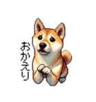 ドット絵 柴犬 定番2 日常会話（個別スタンプ：22）