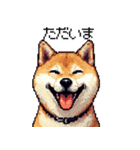 ドット絵 柴犬 定番2 日常会話（個別スタンプ：23）