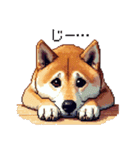 ドット絵 柴犬 定番2 日常会話（個別スタンプ：29）