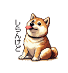 ドット絵 柴犬 定番2 日常会話（個別スタンプ：34）