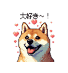 ドット絵 柴犬 定番2 日常会話（個別スタンプ：36）