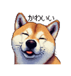 ドット絵 柴犬 定番2 日常会話（個別スタンプ：40）