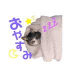 かぎさんと紫苑(改)（個別スタンプ：2）