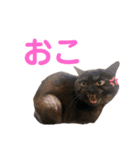 かぎさんと紫苑(改)（個別スタンプ：6）