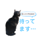 かぎさんと紫苑(改)（個別スタンプ：14）