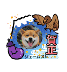 嵐山の柴犬ジェームス117（個別スタンプ：1）