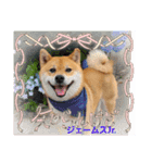 嵐山の柴犬ジェームス117（個別スタンプ：4）