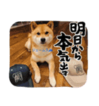 嵐山の柴犬ジェームス117（個別スタンプ：7）