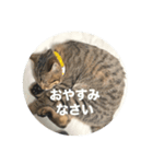 ねこのうなぎ②（個別スタンプ：1）