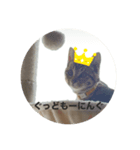 ねこのうなぎ②（個別スタンプ：2）