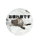 ねこのうなぎ②（個別スタンプ：3）