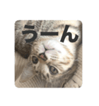 ねこのうなぎ②（個別スタンプ：5）