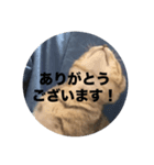ねこのうなぎ②（個別スタンプ：6）