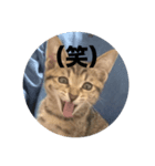 ねこのうなぎ②（個別スタンプ：7）