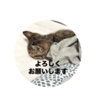 ねこのうなぎ②（個別スタンプ：8）