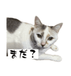 にしつじくららのスタンプ2（個別スタンプ：1）