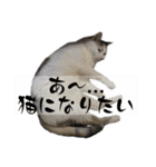 にしつじくららのスタンプ2（個別スタンプ：11）