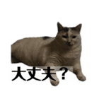 にしつじくららのスタンプ2（個別スタンプ：14）