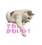 にしつじくららのスタンプ2（個別スタンプ：16）