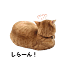 茶トラのこたつくん（個別スタンプ：12）