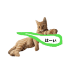 茶トラのこたつくん（個別スタンプ：13）