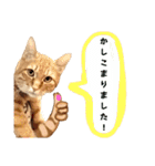 茶トラのこたつくん（個別スタンプ：38）