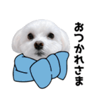 1年中使える白い犬（個別スタンプ：1）