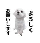 1年中使える白い犬（個別スタンプ：4）