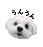 1年中使える白い犬（個別スタンプ：5）