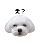 1年中使える白い犬（個別スタンプ：16）