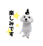 1年中使える白い犬（個別スタンプ：20）