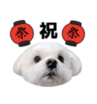 1年中使える白い犬（個別スタンプ：31）