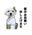 1年中使える白い犬（個別スタンプ：33）