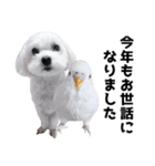 1年中使える白い犬（個別スタンプ：37）