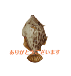 魚三昧Ver16（個別スタンプ：1）