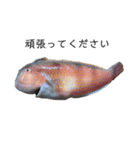 魚三昧Ver16（個別スタンプ：2）