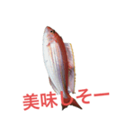 魚三昧Ver16（個別スタンプ：5）