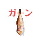 魚三昧Ver16（個別スタンプ：6）