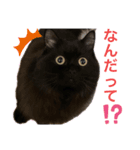 黒猫 ルナ院長133にゃんめ（個別スタンプ：2）