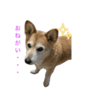 まかちゃんシリーズ2️⃣（個別スタンプ：1）