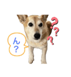 まかちゃんシリーズ2️⃣（個別スタンプ：4）