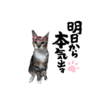 我が家のネコ様20230528（個別スタンプ：8）